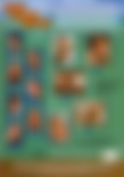 East Coast Bears back cover