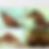 [CreamPieThais.com] (46,47,48,49,50) May, Sow, Som, Aom, Janee - 5 clips /   ! 5  [2010 ., asian, thai, teen, barely legal, hardcore, all sex, interracial, wdac, oral, straight, creampie] thumb