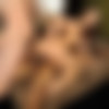 [DPFanatics.com / 21Sextury.com] Debbie White (New Bed) [24.10.2009 ., Brown Haired, Natural Tits, Interracial, Oral, Hardcore, Anal, DP, Facial] thumb