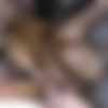 [SplatBukkake.com / UKxxxPass.com] Mandy Foxxx, Sexy Cleo - Lusty Mandy Foxxx gets more spunk in her face (SB 146) (04.09.2021) [2021, Bukkake, Redhead, Big Tits, Brunette, Short Hair, Small Tits, Tattoo, Glasses, Blowjob, Handjob, Cumshot, Facial, Cum on Tits, 4K, 2160p] thumb