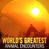 Worlds Greatest Animal Encounters S01E04 1080p WEB H264-CBFM thumb