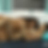 [ViPissy.com] Kristina Grace, Mini Mitzi - Soaked Sheets [2024-10-08, Lesbian, Brunettes, Barefoot, Pissing, Close Up, Masturbation, Vibrator, Russian Girl, 2160p, SATRip] thumb
