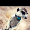 Animals with Cameras S01E03 1080p WEBRip x264-CBFM thumb