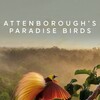 Attenborough's Paradise Birds [2015] / H264 / MKV / WEB / 1080p / AC3 thumb