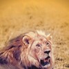 The African Lion [1955] / H264 / MKV / WEB / 720p / AAC / Subs / SRS thumb