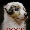 Dogs and Us The Secret of a Friendship 2019 2160p WEB h264-VOYAGES thumb