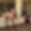 21st Sextury - Cindy Hope ( Blowjob Scene ) thumb