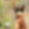 [PlayboyPlus.com] Brandi Kelly - Simple Pleasure [Solo,Erotic,Big Tits,Ebony,Big ass.] [720p, HDRip] thumb