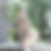 [MetArt.com] 2018-09-09 Tracy Lindsay - Morning Smile [2018 ., Erotic, Solo, 1080p] thumb