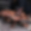 [SexuallyBroken.com] Exotic Maxine X tied face down ass up to bed with brutal blowjobs and rough anal fucking by BBC! / August 14, 2015 / Maxine X, Matt Williams, Jack Hammer [2015 ., BDSM, Bondage, Domination, All sex, Anal, 540p, SiteRip] thumb