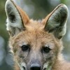 Dogs in the Wild Meet the Family S01E03 Defending Wild Dogs 1080p WEBRip x264-CBFM thumb