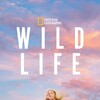 Wild Life [2023] / H265 / MKV / WEB / 2160p / AC3 / Subs thumb