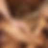 [DPOverload.com / 21Sextury.com] Cayenne Klein (DP with Cayenne Klein) [18.01.2014 ., Blonde, Oral, Hardcore, Anal, DP] thumb