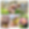 PulsiferPaprocki - Easter Bunny Surprise thumb