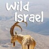 Wild Israel S01 2160p AMZN WEB-DL DDP2 0 HEVC-NTb thumb