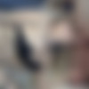 [chaturbate.com] Olegosio 2019-05-15 [2019 ., Blowjob,Doggystyle, 720p, WebCam] thumb