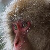 Animals Like Us 2024 S01E06 2160p WEB h265-BAWD thumb