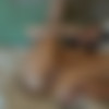 [ATKGirlfriends.com] Emily Willis (Virtual Vacation Big Island 10/13) [2019 ., Anal, Cum in Ass, POV, Blowjob, Footjob, Handjob, All sex, 1080p] thumb