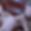 [BackdoorLesbians.com/FerroNetwork.com]Felicia C, Fiona A (g669)[2014 ., Masturbation, Toys, Lesbo, Oral, Anal Toys, 720p] thumb