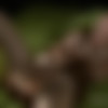 [ifeelmyself.com] Orgasm compilation January 2013 () [Masturbation, Amateur,CamRip] thumb