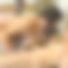 [AbbyWinters.com] Gala And Nina Q (Lesbian / 09-05-2015) [2015 ., Lesbian, Amateurs, Oral, Fingering, Hairy, HDRip, 1080p] thumb