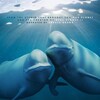 Our Oceans S01E02 1080p x265-ELiTE thumb