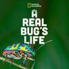 A Real Bugs Life S01E02 720p WEB h264-EDITH thumb