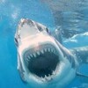 When Sharks Attack S01-S07 1080p WEB-DL DD+ 5.1 H.264-ROCCaT thumb