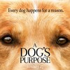 A Dogs Purpose 2017 1080p BluRay x264-OFT thumb