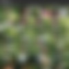 PandaFuck - Full SiteRip at 01.20.2022 - 720p thumb