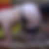 [FerroNetwork.com / LickNylons.com] Ellen F, April B / g664 (18/01) [2013, Femdom, Lesbo, Russian, Oral, Stockings, Dildo, SiteRip, 720p] thumb