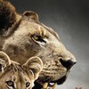 The Last Lions [2011] / H264 / MKV / Blu-ray / 1080p / AC3 / Subs / HANDJOB thumb