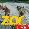 Zoo Live S02E03 1080p WEB H264-CBFM thumb