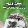 Malawi Wildlife Rescue S02E05 iNTERNAL 1080p WEB h264-EDITH thumb