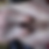 Kitty [Amateur ] [ 640*480  3264*2448, 685  + 2 ] thumb