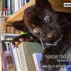 Big Cats about the House S01 720p iP WEB-DL AAC2.0 H.264-playWEB thumb