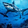 Sharks Predator Of The Deep 2024 1080p WEB H264-CBFM thumb