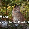 Der Harz Wildnis mitten in Deutschland 2024 GERMAN DOKU 720p HDTV x264-TMSF thumb