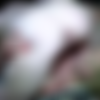[PrivateSociety] Jessica and Brandi Creampie for Dessert 29-12-17 thumb