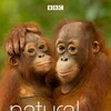 Natural World S37E01 2018-2019 Attenboroughs Wonder of Eggs 1080p WEBRip x264-CBFM thumb