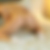 [CandiceBrielle.com] 2018-02-02 Candice Brielle - Simpsons (Candice B, Darina L) [Solo, Erotic, Posing, Close Ups, Breasts, Shaved] [1080p] thumbnail