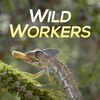 Wild Workers S01E06 1080p HDTV H264-CBFM thumb