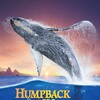 Humpback Whales [2015] / H265 / MKV / Blu-ray / 2160p / True-HD thumb