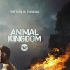 Animal Kingdom (2016) S02 (1080p BDRip x265 10bit DTS-HD MA 5 1 - JBENT)[TAoE] thumb