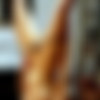 [PainGate.com] Faked Signature /   (Katja / 985) [2010 ., BDSM, SiteRip] thumb