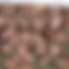 [DogFart] KatieThomas.com Siterip [97 Scenes][480p] thumb