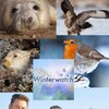 Winterwatch S12E04 1080p HDTV H264-DARKFLiX thumb