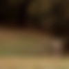 [SashaBlonde.com] Sasha Blonde - Run Away [2013 ., Solo, Nature, Posing, 1080p] thumbnail