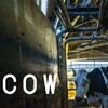 Cow [2022] / H264 / MKV / WEB / 1080p / AC3 / Subs / TEPES thumb