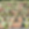 [SHOWYBEAUTY.COM] Image siterip, 437 sets [2018, 2019, 2020] thumb